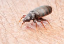 how-long-does-bed-bug-extermination-take