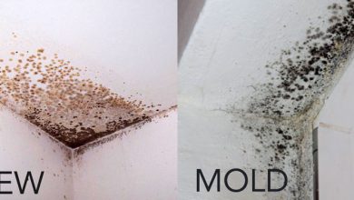 what’s-the-difference-between-molds-vs.-mildew?